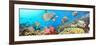 Underwater Panorama-GoodOlga-Framed Photographic Print