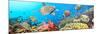 Underwater Panorama-GoodOlga-Mounted Photographic Print