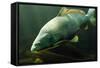 Underwater Photo Big Carp (Cyprinus Carpio) In Bolevak Pond - Famous Anglig And Diving Place-Kletr-Framed Stretched Canvas