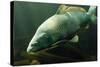 Underwater Photo Big Carp (Cyprinus Carpio) In Bolevak Pond - Famous Anglig And Diving Place-Kletr-Stretched Canvas