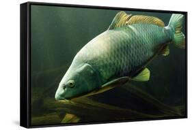 Underwater Photo Big Carp (Cyprinus Carpio) In Bolevak Pond - Famous Anglig And Diving Place-Kletr-Framed Stretched Canvas