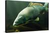 Underwater Photo Big Carp (Cyprinus Carpio) In Bolevak Pond - Famous Anglig And Diving Place-Kletr-Stretched Canvas