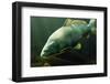 Underwater Photo Big Carp (Cyprinus Carpio) In Bolevak Pond - Famous Anglig And Diving Place-Kletr-Framed Premium Photographic Print