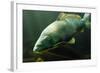 Underwater Photo Big Carp (Cyprinus Carpio) In Bolevak Pond - Famous Anglig And Diving Place-Kletr-Framed Photographic Print