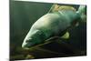 Underwater Photo Big Carp (Cyprinus Carpio) In Bolevak Pond - Famous Anglig And Diving Place-Kletr-Mounted Photographic Print