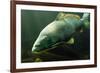 Underwater Photo Big Carp (Cyprinus Carpio) In Bolevak Pond - Famous Anglig And Diving Place-Kletr-Framed Photographic Print