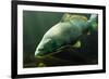 Underwater Photo Big Carp (Cyprinus Carpio) In Bolevak Pond - Famous Anglig And Diving Place-Kletr-Framed Photographic Print