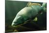 Underwater Photo Big Carp (Cyprinus Carpio) In Bolevak Pond - Famous Anglig And Diving Place-Kletr-Mounted Photographic Print