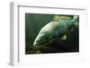 Underwater Photo Big Carp (Cyprinus Carpio) In Bolevak Pond - Famous Anglig And Diving Place-Kletr-Framed Photographic Print