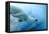 Underwater Photo of a Polar Bear-Zigi-Framed Stretched Canvas