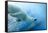 Underwater Photo of a Polar Bear-Zigi-Framed Stretched Canvas