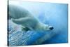 Underwater Photo of a Polar Bear-Zigi-Stretched Canvas