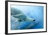 Underwater Photo of a Polar Bear-Zigi-Framed Photographic Print