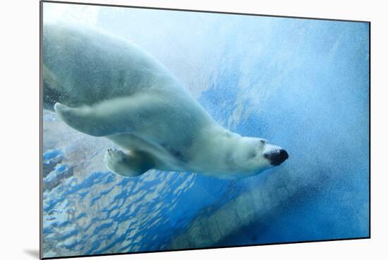 Underwater Photo of a Polar Bear-Zigi-Mounted Photographic Print