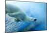 Underwater Photo of a Polar Bear-Zigi-Mounted Photographic Print