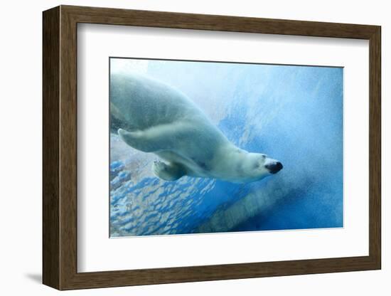 Underwater Photo of a Polar Bear-Zigi-Framed Photographic Print