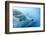 Underwater Photo of a Polar Bear-Zigi-Framed Photographic Print