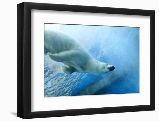 Underwater Photo of a Polar Bear-Zigi-Framed Photographic Print