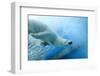 Underwater Photo of a Polar Bear-Zigi-Framed Photographic Print