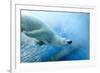 Underwater Photo of a Polar Bear-Zigi-Framed Photographic Print