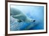 Underwater Photo of a Polar Bear-Zigi-Framed Photographic Print
