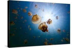 Underwater Photo of Endemic Golden Jellyfish in Lake at Palau. Snorkeling in Jellyfish Lake is a Po-BlueOrange Studio-Stretched Canvas