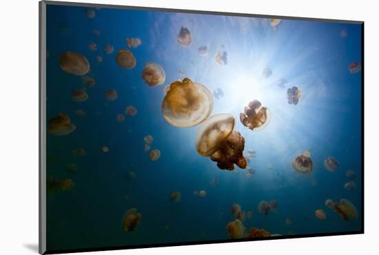 Underwater Photo of Endemic Golden Jellyfish in Lake at Palau. Snorkeling in Jellyfish Lake is a Po-BlueOrange Studio-Mounted Photographic Print