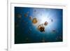 Underwater Photo of Endemic Golden Jellyfish in Lake at Palau. Snorkeling in Jellyfish Lake is a Po-BlueOrange Studio-Framed Photographic Print