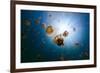 Underwater Photo of Endemic Golden Jellyfish in Lake at Palau. Snorkeling in Jellyfish Lake is a Po-BlueOrange Studio-Framed Photographic Print