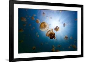 Underwater Photo of Endemic Golden Jellyfish in Lake at Palau. Snorkeling in Jellyfish Lake is a Po-BlueOrange Studio-Framed Photographic Print