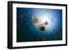 Underwater Photo of Endemic Golden Jellyfish in Lake at Palau. Snorkeling in Jellyfish Lake is a Po-BlueOrange Studio-Framed Photographic Print