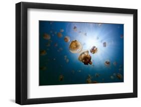 Underwater Photo of Endemic Golden Jellyfish in Lake at Palau. Snorkeling in Jellyfish Lake is a Po-BlueOrange Studio-Framed Photographic Print