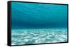 Underwater Photograph of a Textured Sandbar in Clear Blue Water Near Staniel Cay, Exuma, Bahamas-James White-Framed Stretched Canvas