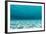Underwater Photograph of a Textured Sandbar in Clear Blue Water Near Staniel Cay, Exuma, Bahamas-James White-Framed Photographic Print