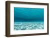 Underwater Photograph of a Textured Sandbar in Clear Blue Water Near Staniel Cay, Exuma, Bahamas-James White-Framed Photographic Print