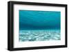 Underwater Photograph of a Textured Sandbar in Clear Blue Water Near Staniel Cay, Exuma, Bahamas-James White-Framed Photographic Print