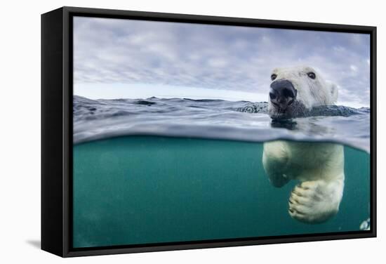 Underwater Polar Bear by Harbour Islands, Nunavut, Canada-Paul Souders-Framed Stretched Canvas