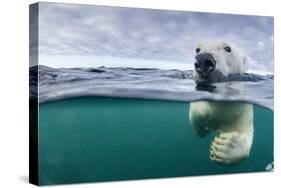 Underwater Polar Bear by Harbour Islands, Nunavut, Canada-Paul Souders-Stretched Canvas