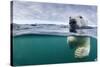 Underwater Polar Bear by Harbour Islands, Nunavut, Canada-Paul Souders-Stretched Canvas