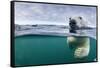 Underwater Polar Bear by Harbour Islands, Nunavut, Canada-Paul Souders-Framed Stretched Canvas