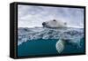 Underwater Polar Bear by Harbour Islands, Nunavut, Canada-Paul Souders-Framed Stretched Canvas