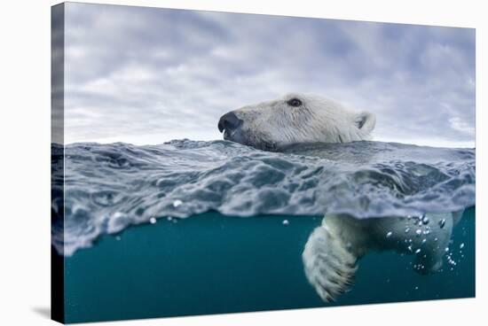 Underwater Polar Bear by Harbour Islands, Nunavut, Canada-Paul Souders-Stretched Canvas