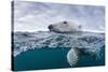 Underwater Polar Bear by Harbour Islands, Nunavut, Canada-Paul Souders-Stretched Canvas