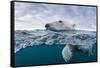 Underwater Polar Bear by Harbour Islands, Nunavut, Canada-Paul Souders-Framed Stretched Canvas