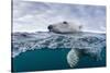 Underwater Polar Bear by Harbour Islands, Nunavut, Canada-Paul Souders-Stretched Canvas