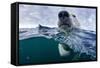 Underwater Polar Bear by Harbour Islands, Nunavut, Canada-Paul Souders-Framed Stretched Canvas