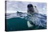 Underwater Polar Bear by Harbour Islands, Nunavut, Canada-Paul Souders-Stretched Canvas