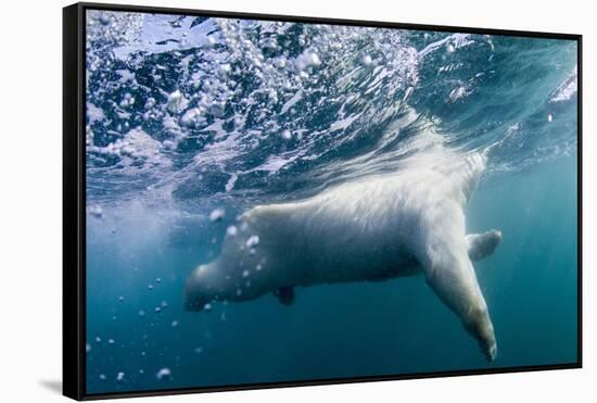 Underwater Polar Bear by Harbour Islands, Nunavut, Canada-Paul Souders-Framed Stretched Canvas