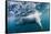 Underwater Polar Bear by Harbour Islands, Nunavut, Canada-Paul Souders-Framed Stretched Canvas