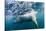 Underwater Polar Bear by Harbour Islands, Nunavut, Canada-Paul Souders-Stretched Canvas